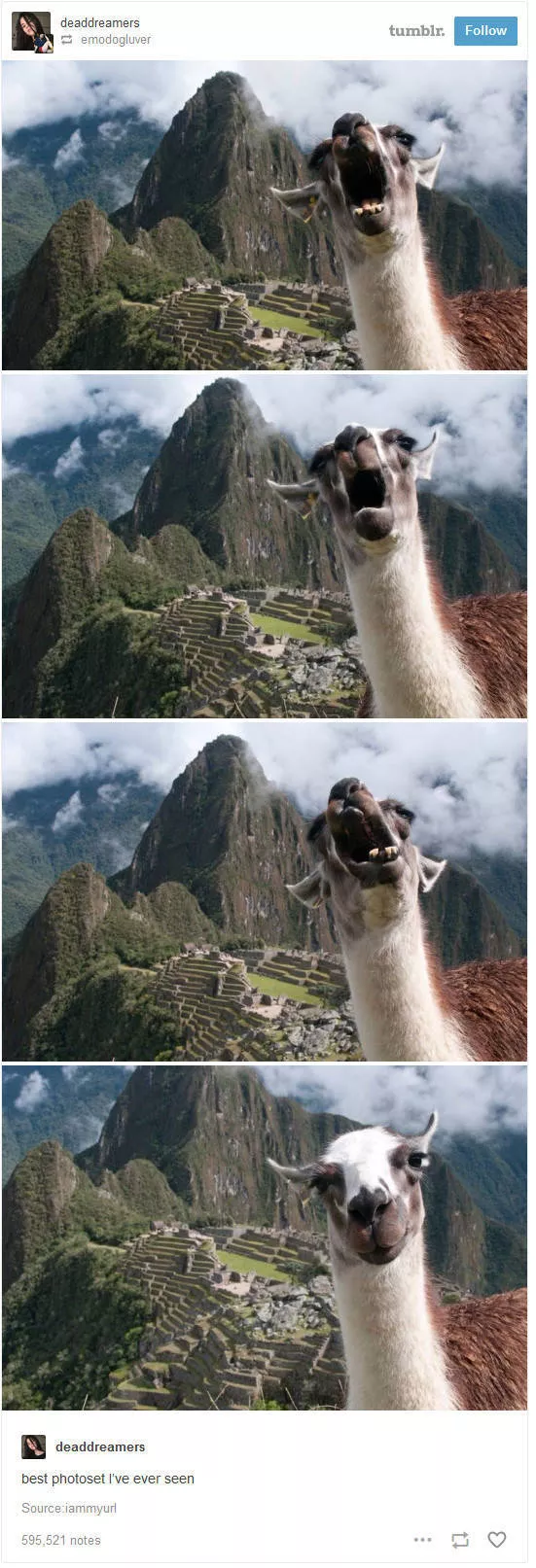 The funniest photos in the world - #2 