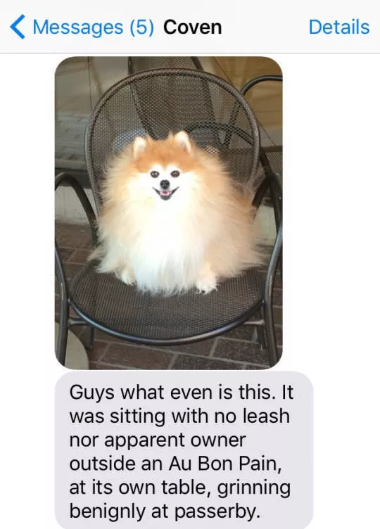 The funniest photos in the world - #28 
