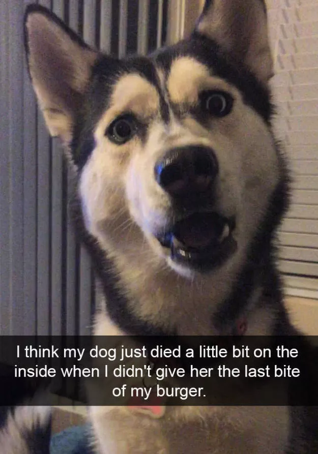 The funniest photos in the world - #32 