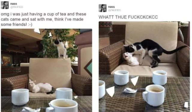 The funniest photos in the world - #34 