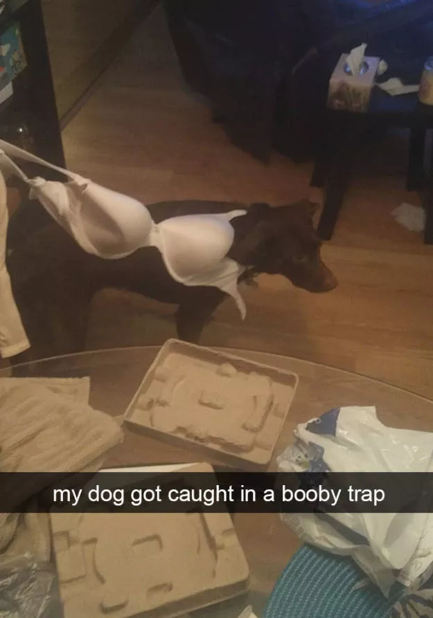 The funniest photos in the world - #36 