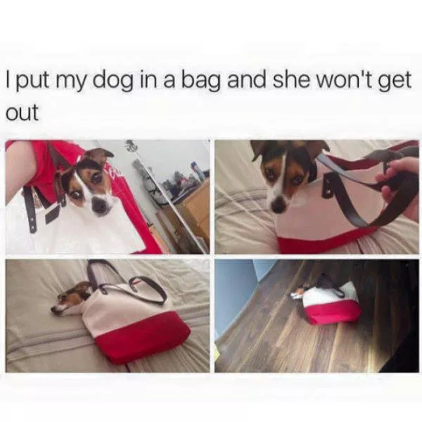 The funniest photos in the world