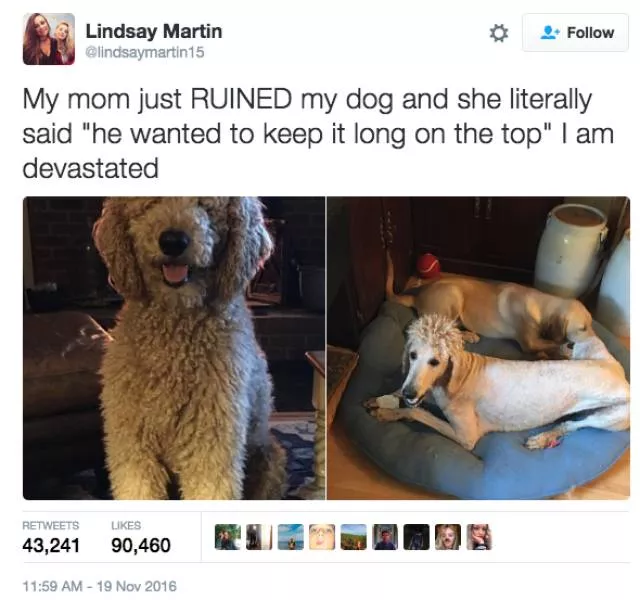 The funniest photos in the world - #48 