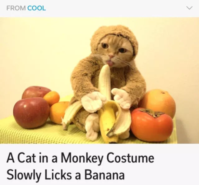 The funniest photos in the world - #52 