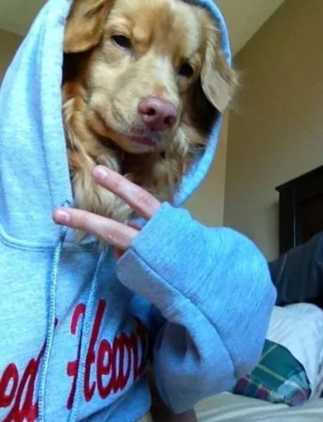 The funniest photos in the world - #54 