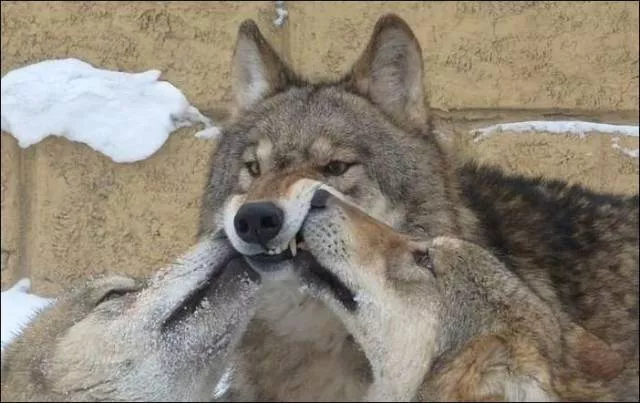 Picdump 183 - #49 