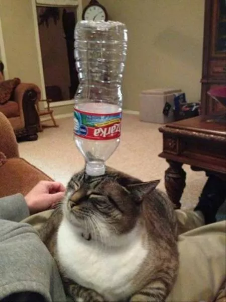 Picdump 183 - #85 