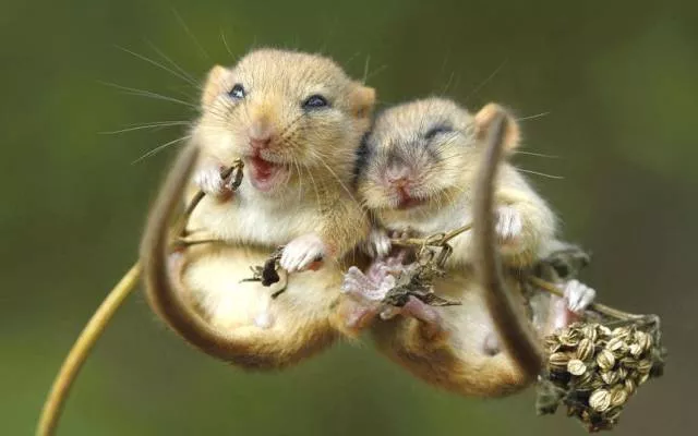 Picdump 183 - #95 