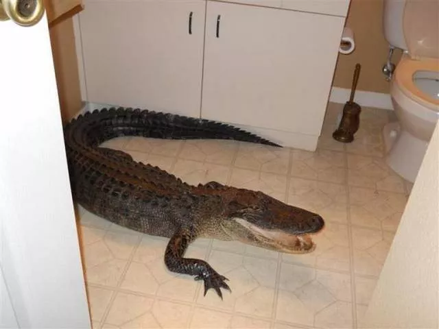 Picdump 184 - #19 