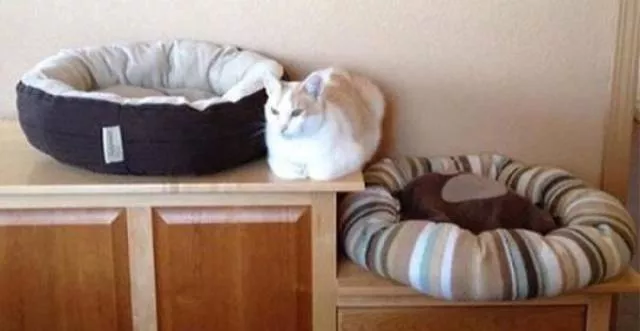 Picdump 188 - #11 