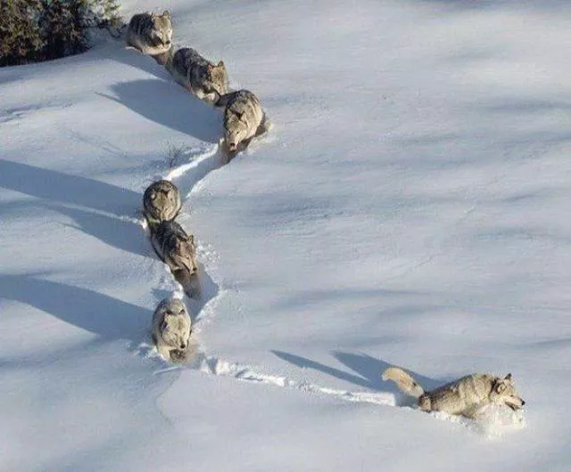 The best photos taken ever - #29 
