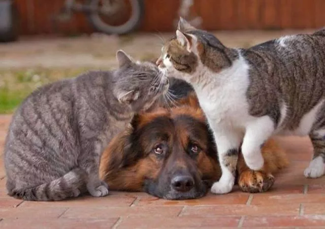 Les meilleures prises de photos jamais vus - #38 Les meilleures prises de photos jamais vus - #38