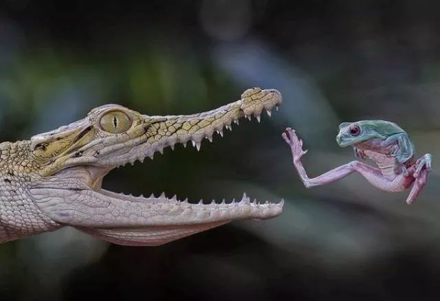 Les meilleures prises de photos jamais vus - #39 Les meilleures prises de photos jamais vus - #39