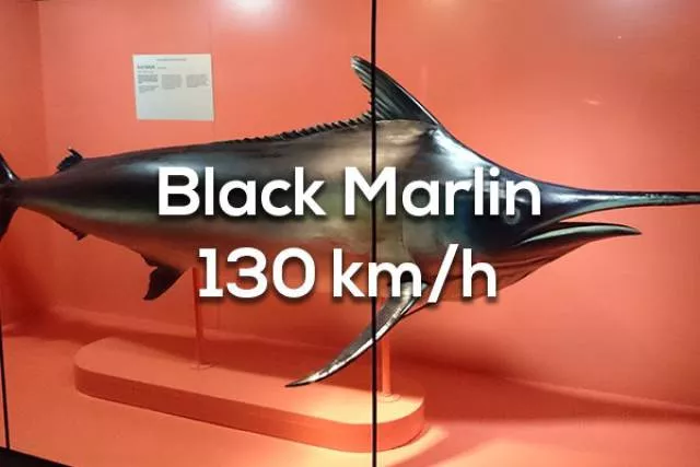 The 15 fastest things in the world - #1 