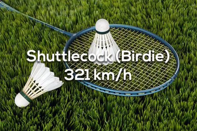 The 15 fastest things in the world - #11 