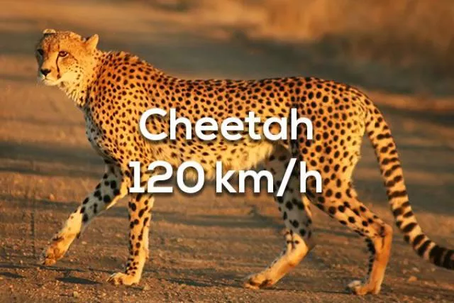 The 15 fastest things in the world - #14 