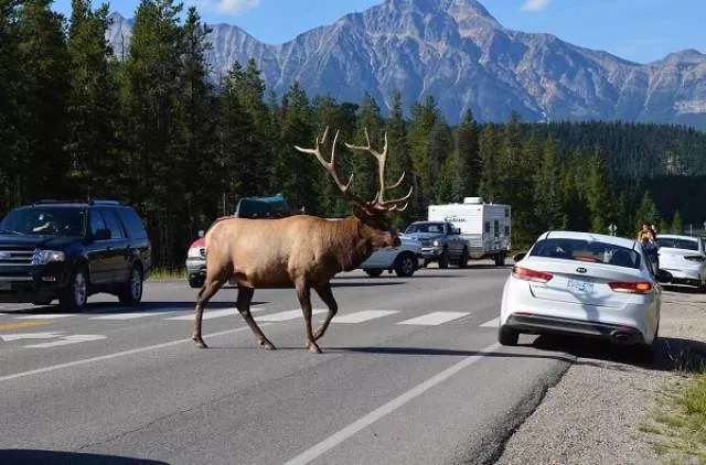 Ca narrive quau canada - #13 