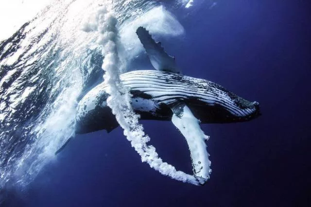 Les plus belles photos du monde selon les internautes - #13 