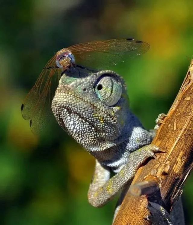 Les plus belles photos du monde selon les internautes - #21 