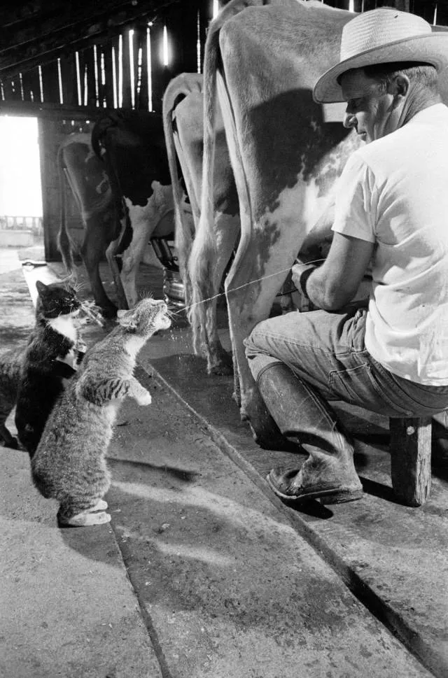 Les plus belles photos du monde selon les internautes - #24 