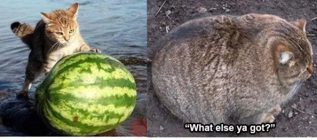 Challenge accepted