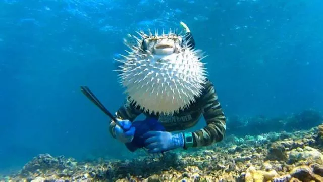 Best of photobombing - #33 