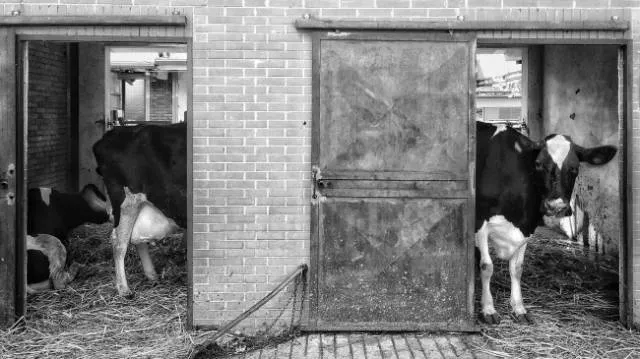 Concentrez vous bien avant de voir ces photos - #14 