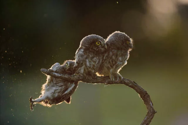 The hidden humor of nature - #1 