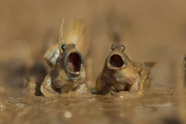 The hidden humor of nature - #10 