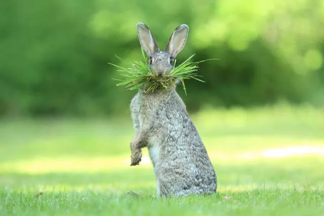 The hidden humor of nature - #13 