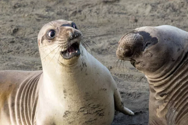 The hidden humor of nature - #14 