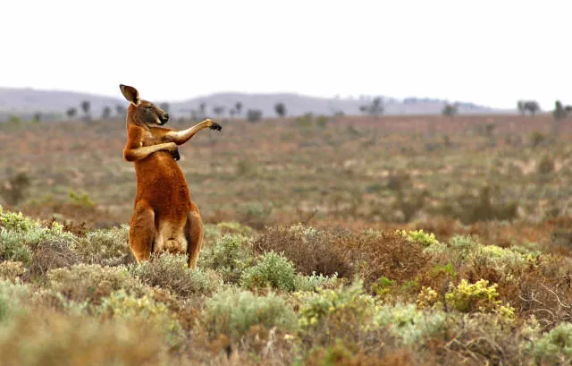 The hidden humor of nature - #15 