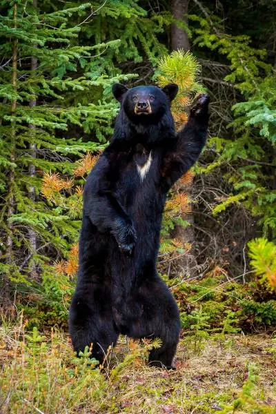 The hidden humor of nature - #19 