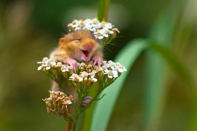 The hidden humor of nature - #2 