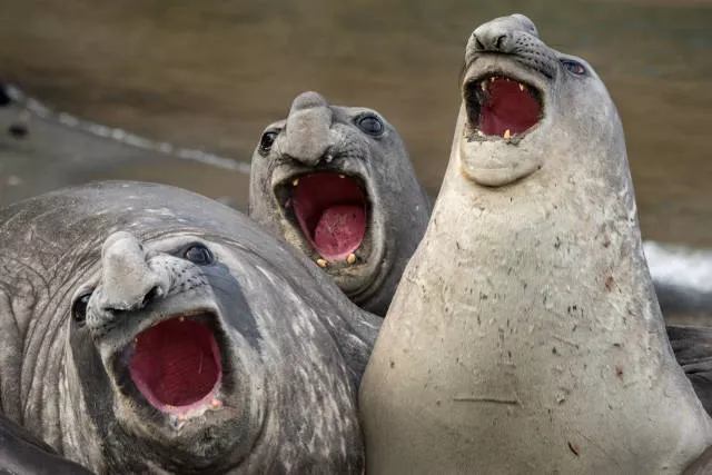 The hidden humor of nature - #20 