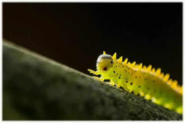 The hidden humor of nature - #21 