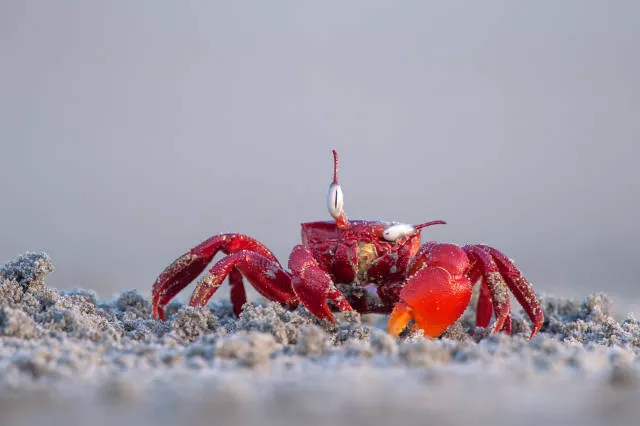 The hidden humor of nature - #23 