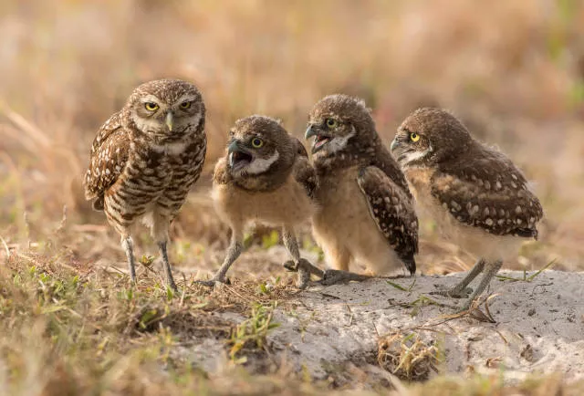 The hidden humor of nature - #24 