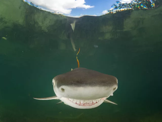 The hidden humor of nature - #25 