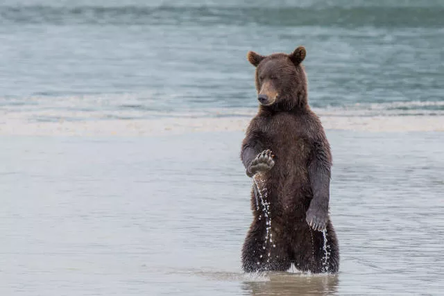 The hidden humor of nature - #26 
