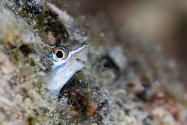 The hidden humor of nature - #28 