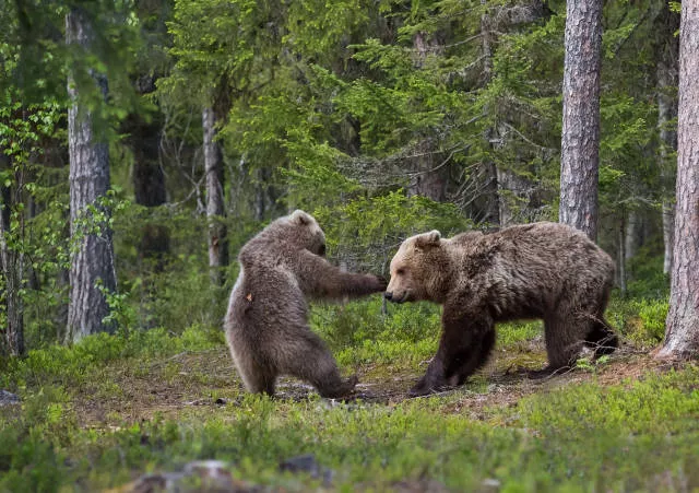 The hidden humor of nature - #29 