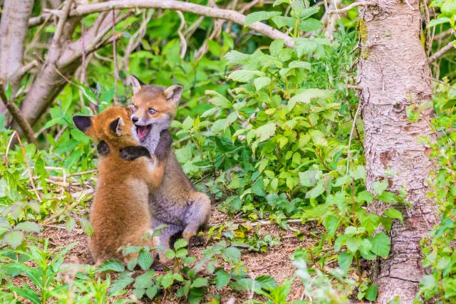 The hidden humor of nature - #31 