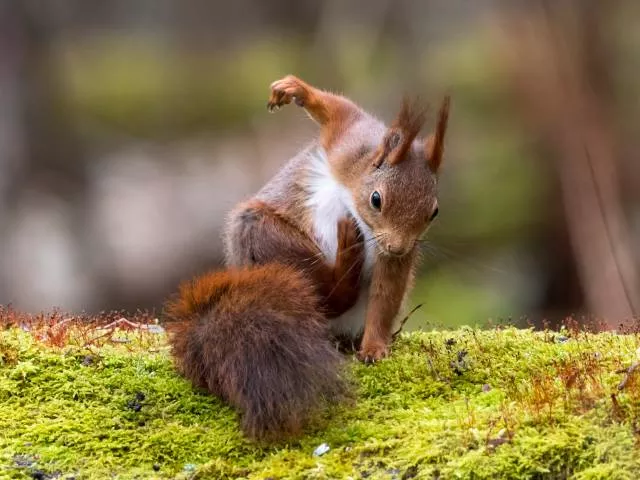 The hidden humor of nature - #32 