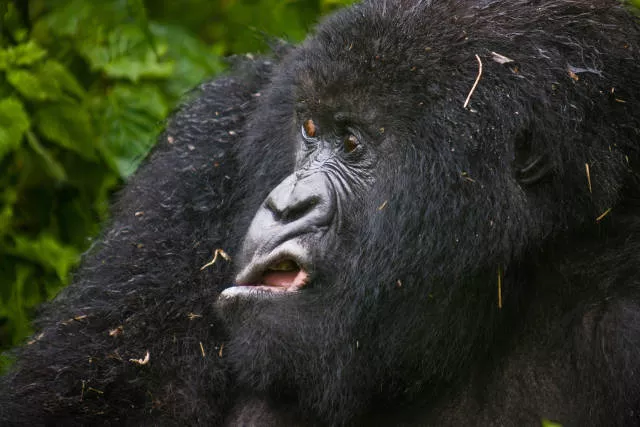 The hidden humor of nature - #33 