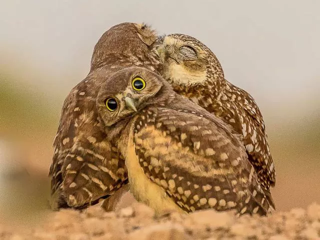 The hidden humor of nature - #35 