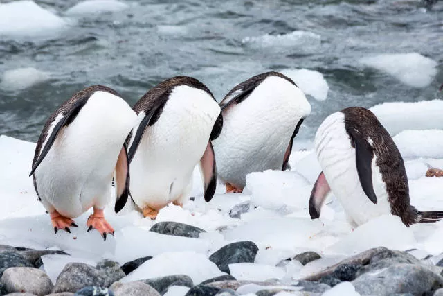 The hidden humor of nature - #37 