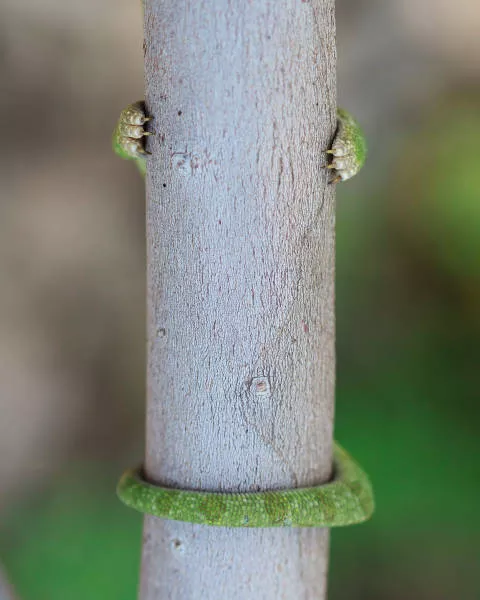 The hidden humor of nature - #38 