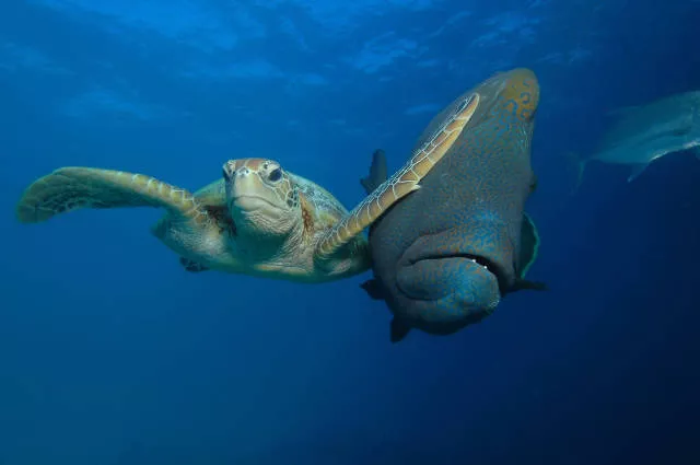 The hidden humor of nature - #4 