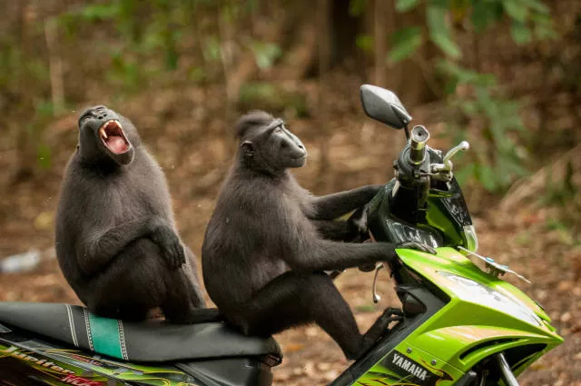 Lhumour cache de la nature